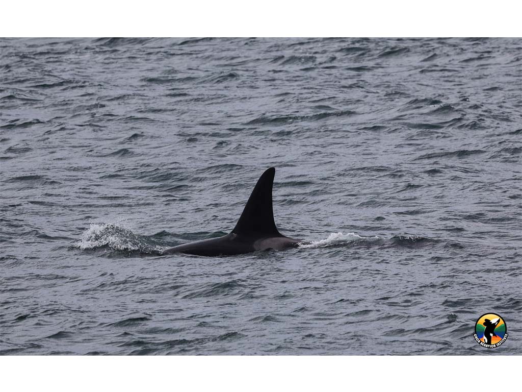 Today we caught up with the T46s and T46B1s in Puget Sound